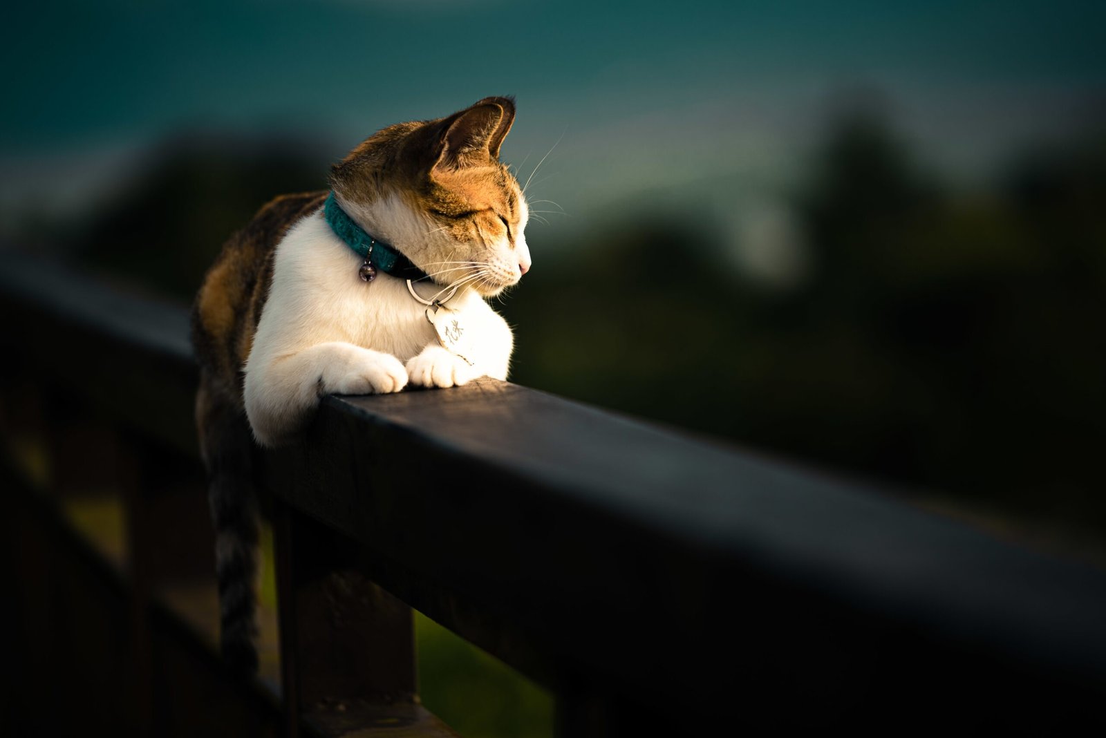 A beautiful domestic cat laying on a fence