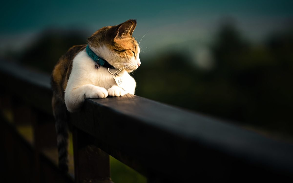 A beautiful domestic cat laying on a fence